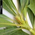 SpeciesSub: var. flabellifolia